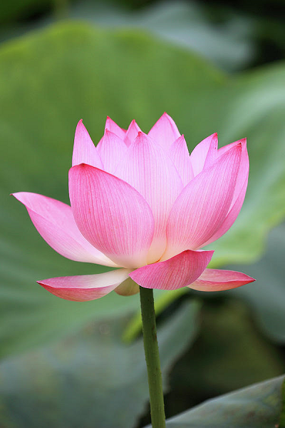 Pink Lotus Absolute