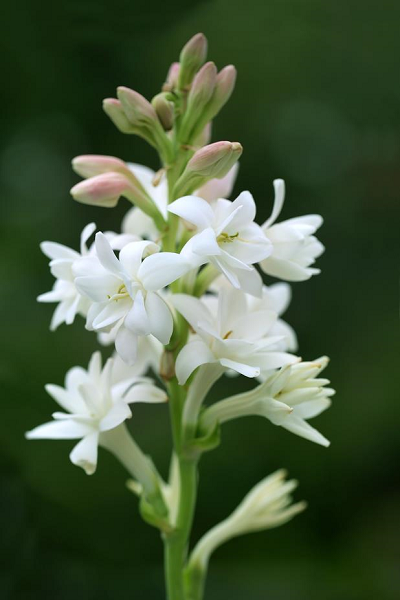 Tuberose Absolute