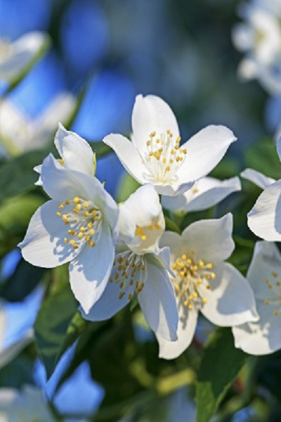 Jasmine Grandiflorum Absolute